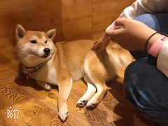 -柴务处·柴犬主题狗咖