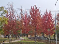 -老杨头烧烤(博烤堂店)