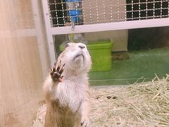 -藦茜花园宠物主题亲子互动体验馆(国顺东路店)