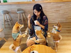 -柴犬小屋·柴餐厅·狗咖食堂(金鼎广场店)