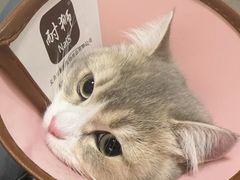 -守诺宠物医院·眼科· 特色牙科·异宠专科(虹口店)