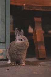 -Zoolung Zoolung动物主题公园(海信广场店)