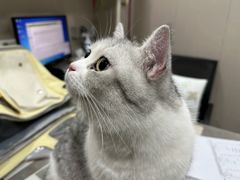 -四月宠物医院·猫专科·心脏专科·内科(转塘店)