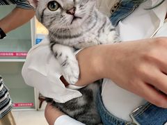 -lincat·猫舍(广州店)
