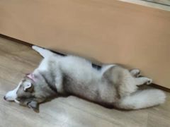 -Husky Go! 哈士奇体验馆·宠物咖啡厅狗咖