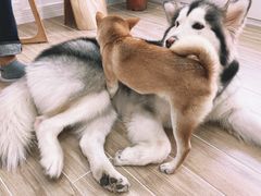 -李小姐の猫咖啡馆(五角场店)