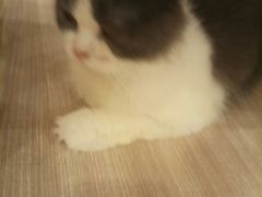 -飞行喵MR PILOT|猫舍·猫咖(静安大融城店)