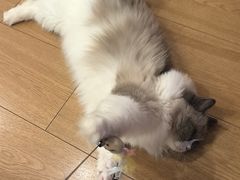 -虹泰宠物医院 ·旗舰店·24h(南秀路店)
