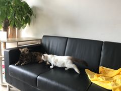 -Bastet sally猫舍购宠(静安店)