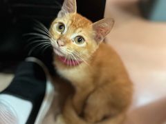 -官塘陈记鱼生·潮汕砂锅粥·牛肉火锅(潮枫路总店)