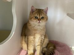 -东方名猫馆·英短金渐层布偶猫舍(环线广场1号楼店)