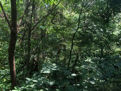 -青龙山国家森林公园