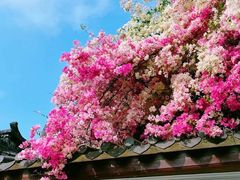 -深圳国际园林花卉博览园