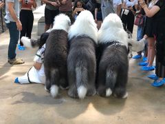 -TrueLove @ Neverland (Husky Cafe)