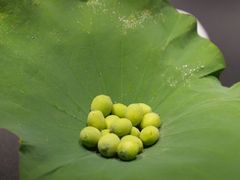 -桂语山房(满觉陇店)