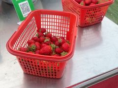 -喜杨洋草莓采摘园