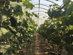 -马陆小张葡萄园农家乐