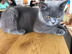 -平行世界·猫咖(首经贸店)