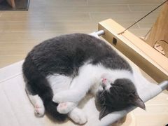 -momokira米努特·德文卷毛猫·棉花面纱犬