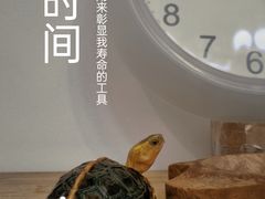 -灵龟之家百象馆(百象馆联合旗舰店)