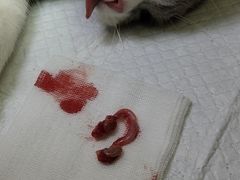 -派联宠物医院·24h·CT·异宠