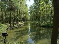 -合肥滨湖国家森林公园