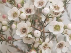 -MCJ-花店(西罗园店)