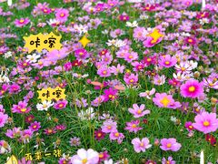 -海珠湖公园