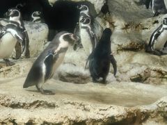 -帝企鹅自助餐厅•儿童岛•真企鹅(长隆企鹅酒店)