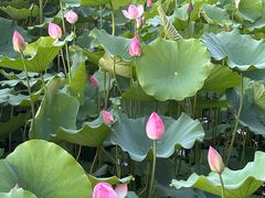 -莲花池公园