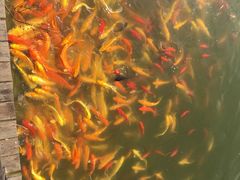 -武汉紫薇都市田园