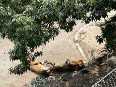 -大连森林动物园