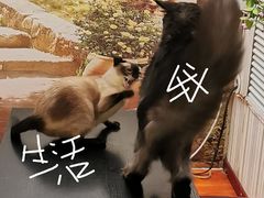 -猫小院猫主题咖啡厅(北锣店)