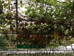 -祥源·阜阳生态乐园