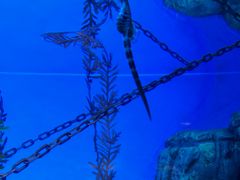 -上海海洋水族馆