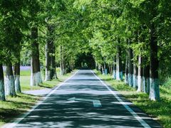 -黄海国家森林公园