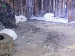 -芜湖新华联大白鲸海洋公园
