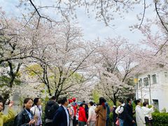 -武汉大学-樱园