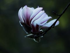 -上海吴淞炮台湾国家湿地公园