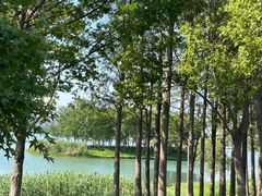 -贡湖湾湿地公园