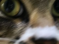 -瑞派中心宠物医院·CT·核磁·神经专科
