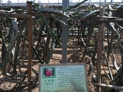 火龙果-上海都市菜园