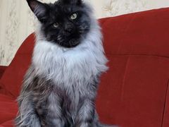 -十年猫舍·猫咪专门店(普陀店)
