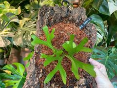 -自由生长植物工作室(深港花卉中心店)