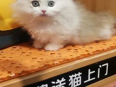 -欣宠猫屋·矮脚拿破仑·蓝金金渐层