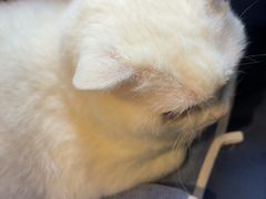 -爱侣·安琦尔宠物医院·中兽医针灸·心内科·狂犬免疫点(宝山区院)