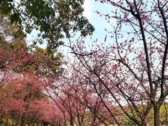 -望江楼公园