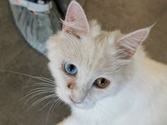 -飞行喵MR PILOT|猫舍·猫咖(静安大融城店)