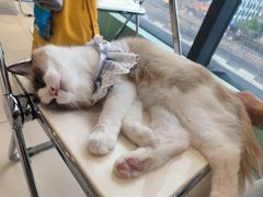 -怪兽屋·羊驼·猫咖·狗咖(俊华广场店)