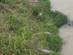 -中国扬子鳄村
